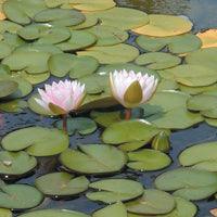 Airmax Pond Logic WipeOut PondWeed Defense Aquatic Herbicide - Play It Koi