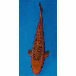 Aka Matsuba - Play It Koi