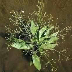 Alisma Plantago Aquatica - Water Plantain (Bare Root) - Play It Koi