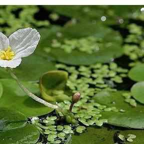 American Frogbit - Limnobium Spongia - Play It Koi