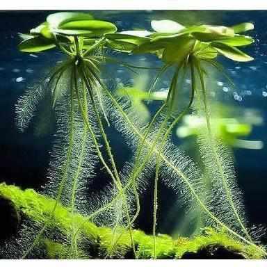 American Frogbit - Limnobium Spongia - Play It Koi