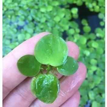 American Frogbit - Limnobium Spongia - Play It Koi