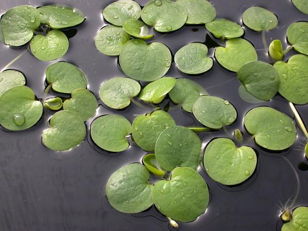 American Frogbit - Limnobium Spongia - Play It Koi