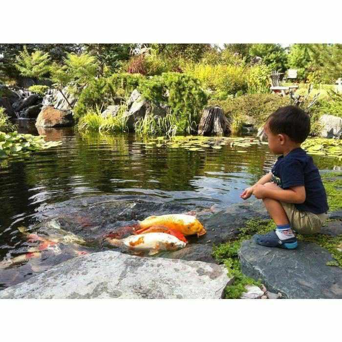 Aquascape Large Pond Kit 21x26 with 9PL - 7000 Pump - Play It Koi