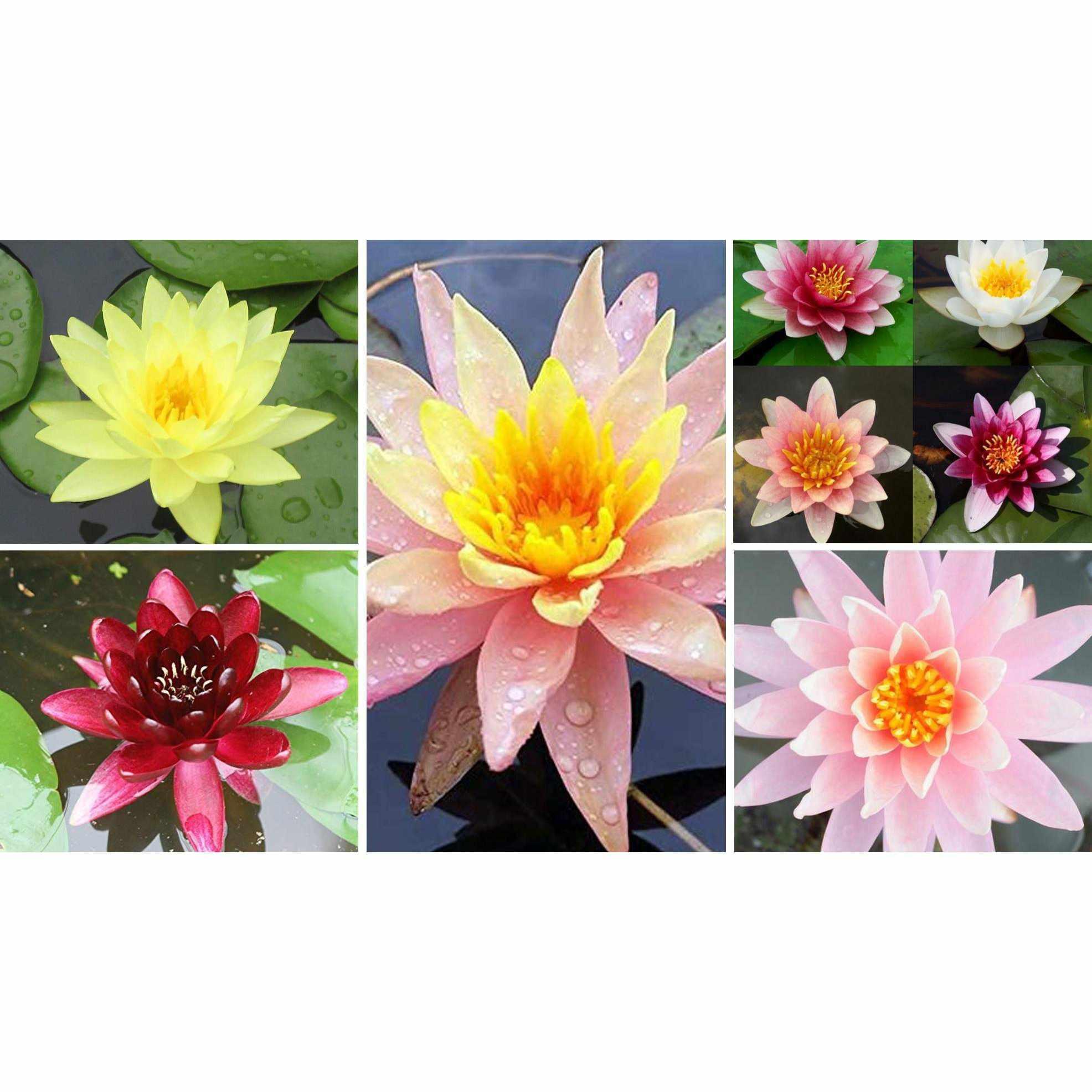 Assorted Hardy Water Lilies - 6-Pack Bundle (Bare Root) - Play It Koi