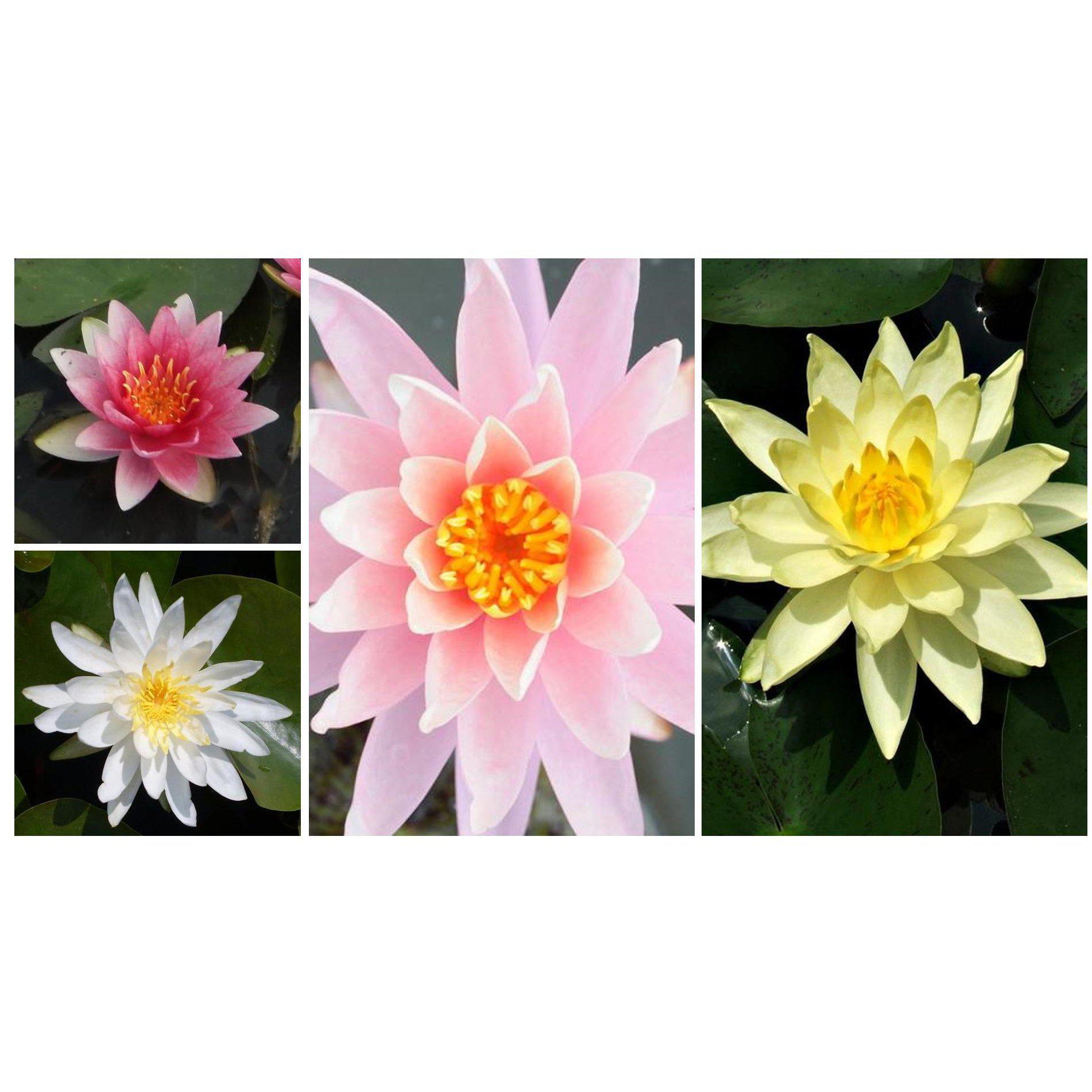 Assorted Hardy Water Lilies - 6-Pack Bundle (Bare Root) - Play It Koi