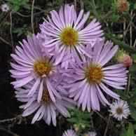 Aster Elliottii - Purple Marsh Aster (Bare Root) - Play It Koi