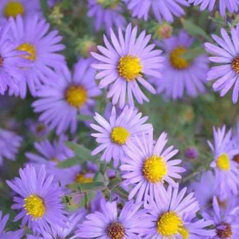 Aster Elliottii - Purple Marsh Aster (Bare Root) - Play It Koi