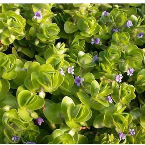 Bacopa Lenagera (Variegated Bacopa) Bare Root - Play It Koi