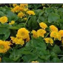 Caltha Palustris ‘Plena’ - Double Flowering Marsh Marigold (Bare Root) - Play It Koi