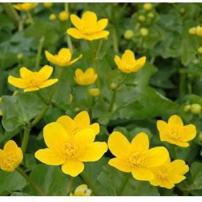 Caltha Polypetala - Giant Marsh Marigold (Bare Root) - Play It Koi