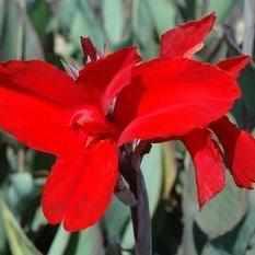 Canna 'Black Knight' - Red w/ Burgandy Foliage (Bare Root) - Play It Koi