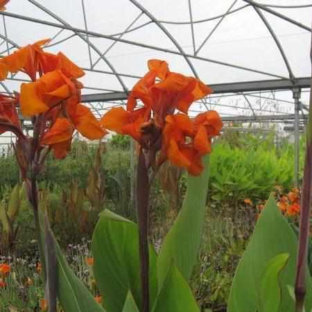 Canna 'Emerald Sunset' - Orange (Bare Root) - Play It Koi