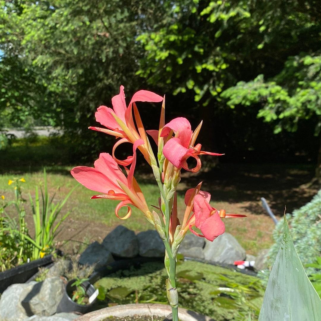 Canna Longwood ‘Erebus’ (Potted) - Play It Koi