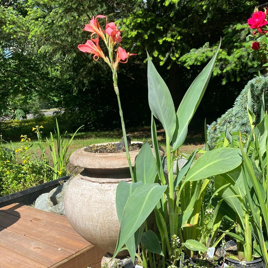 Canna Longwood ‘Erebus’ (Potted) - Play It Koi