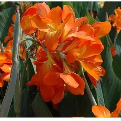 Red Velvet Canna Lillies for Sale