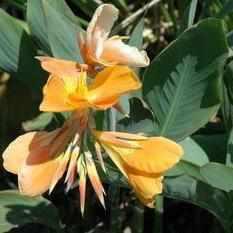 Canna 'Orange Sherbert' - Orange (Potted) - Play It Koi