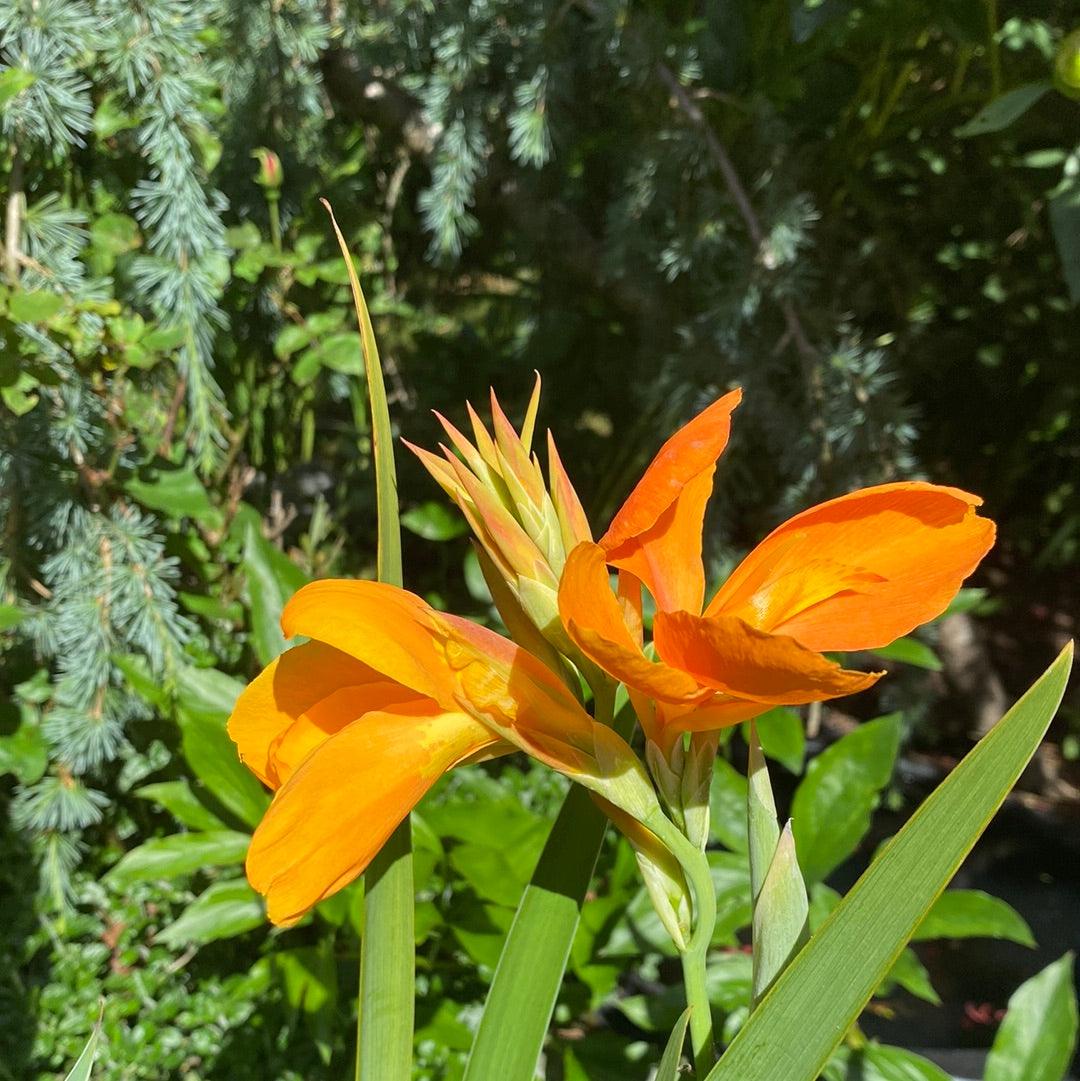 Canna 'Orange Sherbert' - Orange (Potted) - Play It Koi