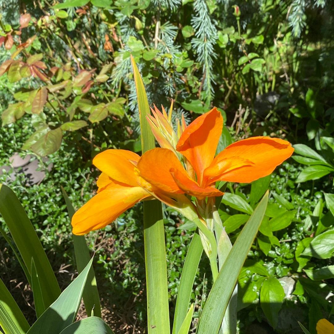 Canna 'Orange Sherbert' - Orange (Potted) - Play It Koi