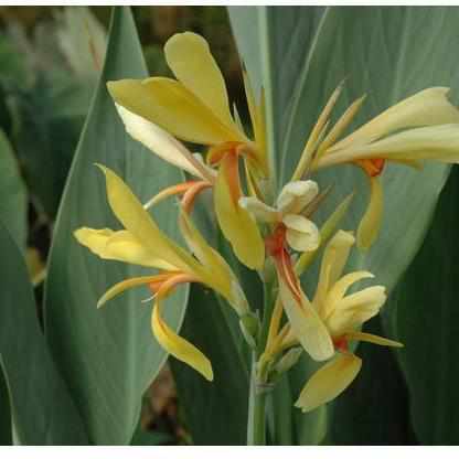 Canna 'Paton' Yellow Orange Center (Bare Root) - Play It Koi