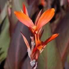 Canna 'Tony' - Orange (Bare Root) - Play It Koi