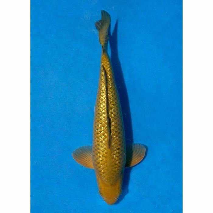 Chagoi - Play It Koi