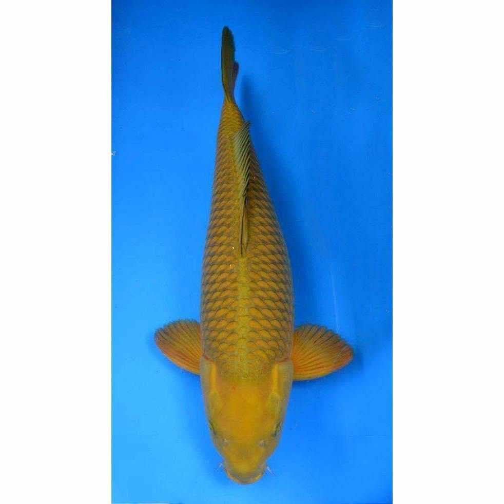 Chagoi - Play It Koi