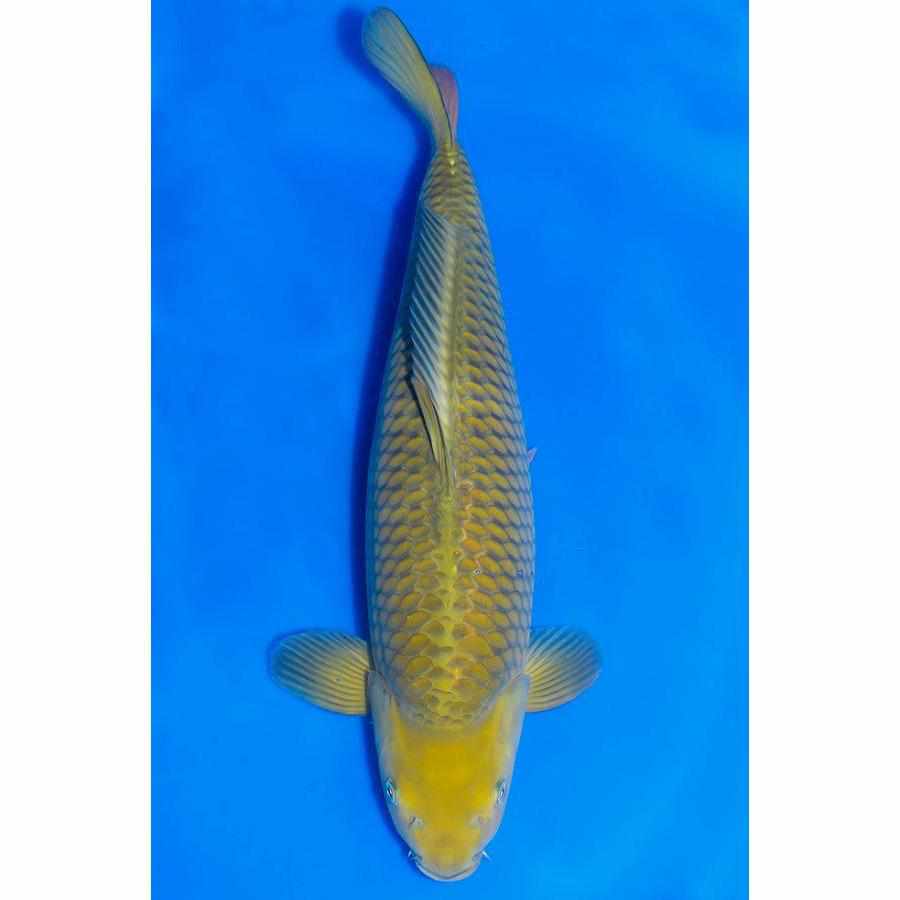 Chagoi - Play It Koi