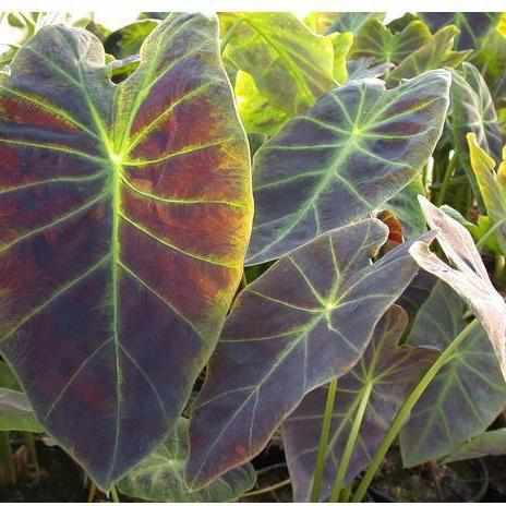 Colocasia Antiquorum 'Illustris' - Imperial Taro (Bare Root) - Play It Koi