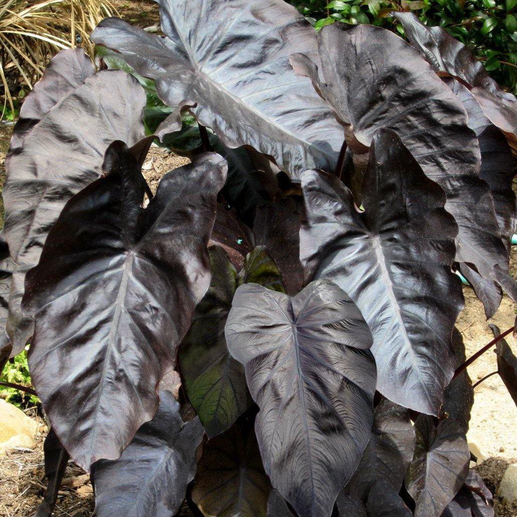 Colocasia Esculenta 'Black Coral' Taro (Bare Root) - Play It Koi