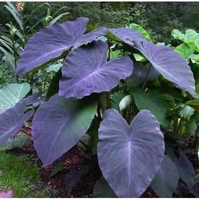 Colocasia Esculenta 'Black Magic' Taro (Bare Root) - Play It Koi