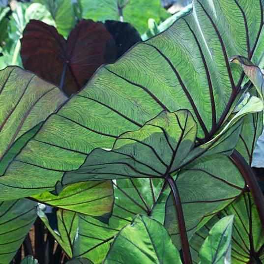Colocasia Esculenta 'Blue Hawaii' Taro (Bare Root) - Play It Koi