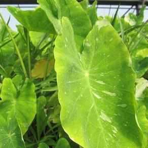 Colocasia Esculenta 'Elepaio' - Variegated Taro (Bare Root) - Play It Koi