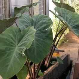 Colocasia Esculenta 'Fontanesia' - Black Stemmed Taro (Bare Root) - Play It Koi