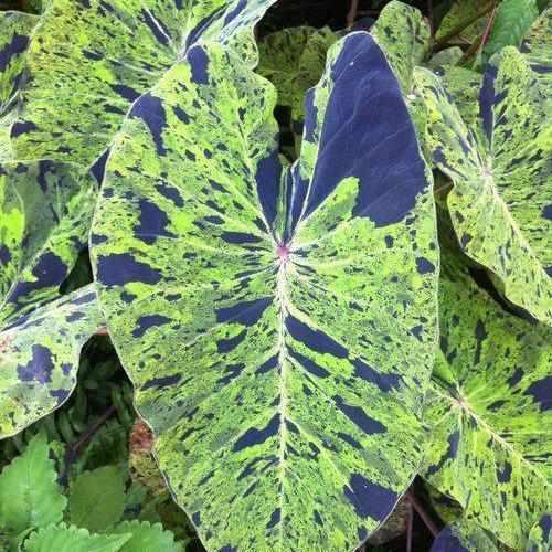 Colocasia Esculenta 'Mojito' Taro (Bare Root) - Play It Koi