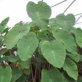 Colocasia Esculenta 'Pink China' Taro (Potted) - Play It Koi