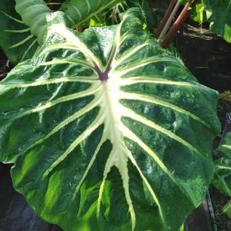 Colocasia Esculenta 'White Lava' Taro (Bare Root) - Play It Koi