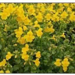 CopMimulus Guttatus - Yellow Monkeyflower (Potted) - Play It Koi