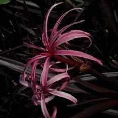 Crinum 'Menehune' - Red Leaf Bog Lily (Bare Root) - Play It Koi