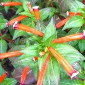 Cuphea Ignea - Orange Firecracker (Bare Root) - Play It Koi