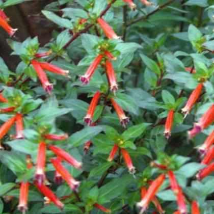 Cuphea Ignea - Orange Firecracker (Bare Root) - Play It Koi
