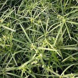 Cyperus Alternifolius 'Gracilis' - Dwarf Umbrella Palm (Potted) - Play It Koi
