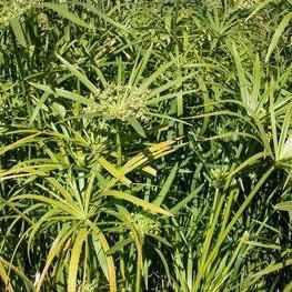 Cyperus Alternifolius - Umbrella Palm (Bare Root) - Play It Koi