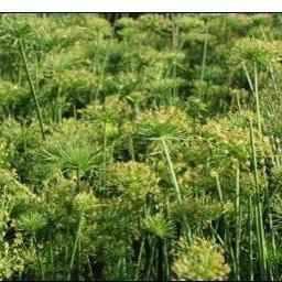Cyperus Haspan - Dwarf Papyrus (Bare Root) - Play It Koi