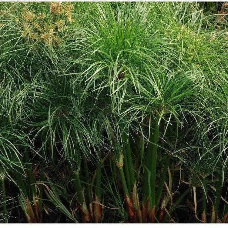 Cyperus Percamenthus - Dwarf Papyrus (Bare Root) - Play It Koi