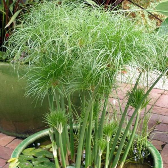 Cyperus Percamenthus - Dwarf Papyrus (Bare Root) - Play It Koi