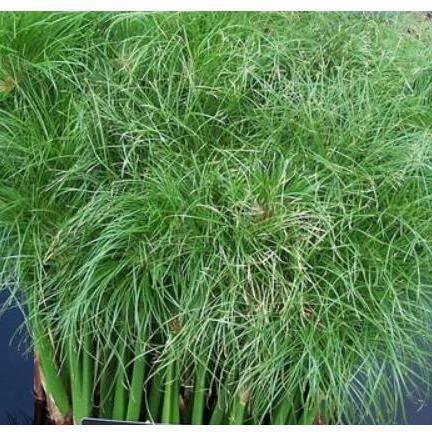 Cyperus Percamenthus - Dwarf Papyrus (Bare Root) - Play It Koi