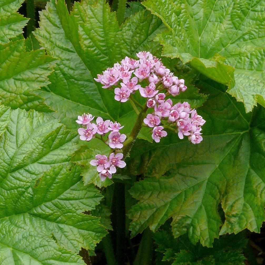 Darmera Peltiphyllum - Indian Rhubarb (Potted) - Play It Koi