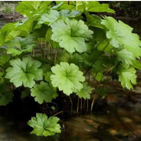 Darmera Peltiphyllum - Indian Rhubarb (Potted) - Play It Koi