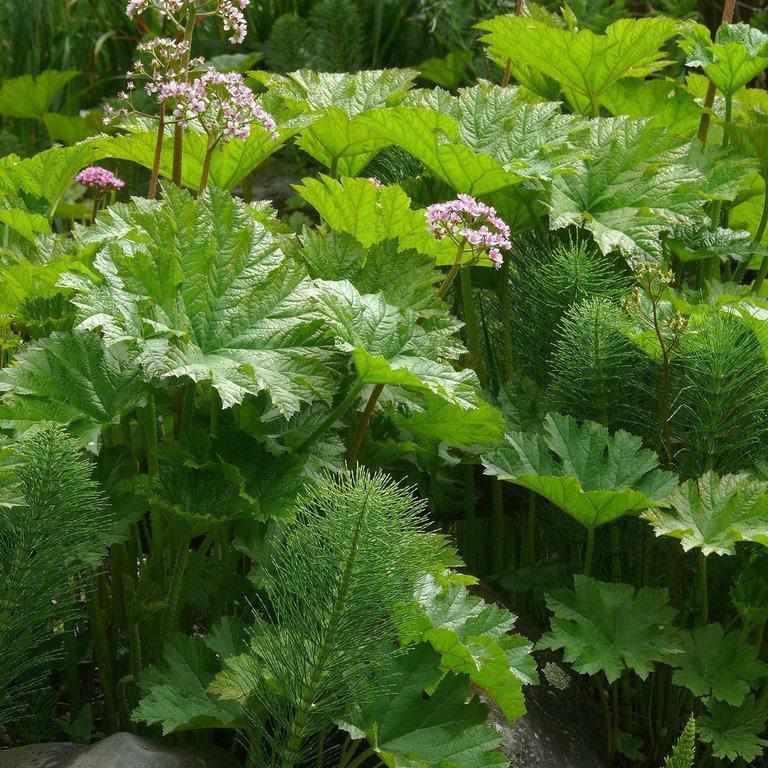 Darmera Peltiphyllum - Indian Rhubarb (Potted) - Play It Koi